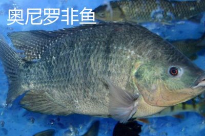 罗非鱼的品种,品种多为杂交培育而来的