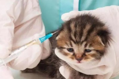 猫咪感冒了的症状,主要以频繁打喷嚏、流水样鼻涕等为主