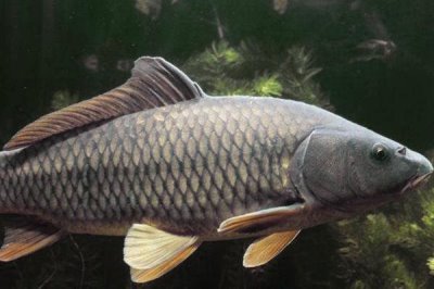 中国北方常见的淡水鱼品种,这7种最为常见