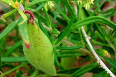 地梢瓜有种子吗,种子就存在于它的果实之中