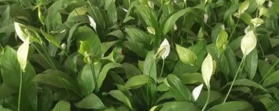 一帆风顺叶子发黄焦边干枯的原因，可能是光照过强或温度过低等