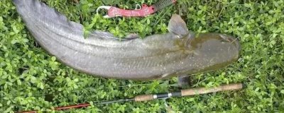 怎么钓鲶鱼,建议提前2-3天打窝