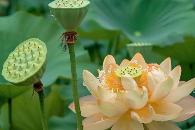 莲蓬的寓意,寓意多子多孙