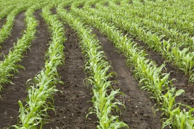 科学施用钾肥的注意事项,钾肥应早施