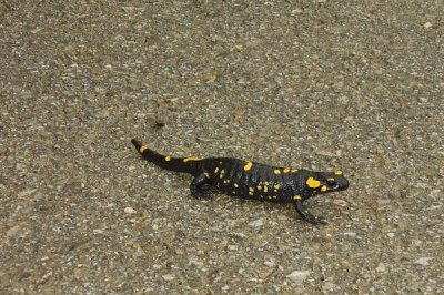 火蝾螈简介，是欧洲最著名的一种蝾螈