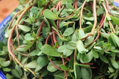 哪些作物的种植前景比较好,当前可以考虑蓝宝石葡萄、白草莓、秋葵等果蔬