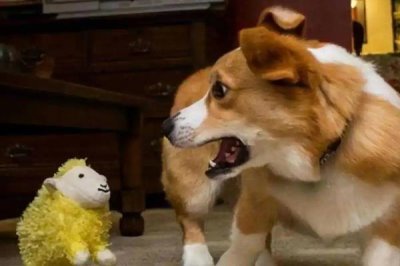 狗狗爱咬东西有哪些原因,可能处在磨牙期