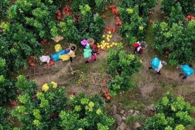 提高柚子甜度的方法，追施钾肥可以起到增甜效果