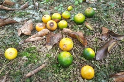 果树卷叶的原因，主要是缺少营养导致