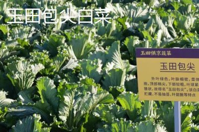 河北省安新县的特产,白洋淀熏鱼深受旅客欢迎