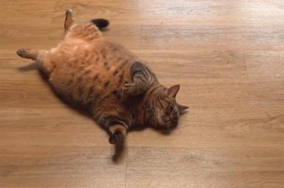 猫咪为什么会患上糖尿病,主要是肥胖、内分泌失调、遗传因素所致
