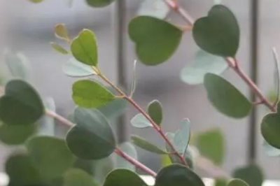 倒心形叶子植物有哪些，常见的有四叶草、心叶桉、心叶球兰等