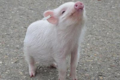 猪毛重和净重怎么计算,毛重等于胸围乘以体长除以系数