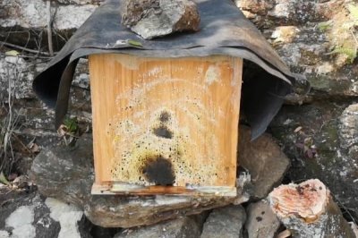 南方如何诱蜂及注意事项,利用蜂蜡可吸引侦查蜂