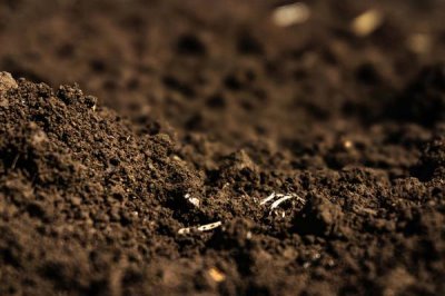 姬秋丽的种植方法,充足的光照会让叶片色彩更好看