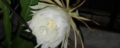 昙花什么时候开花，在每年的6-8月份开花