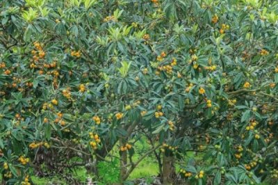 枇杷的管理方法,现核时要追施壮果肥