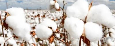 棉花是什么,是锦葵科、棉属植物