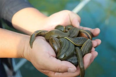 水蛭的养殖前景，当前需求较多前景广阔