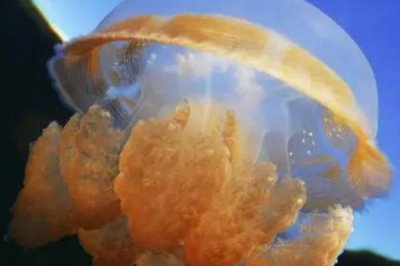 海蜇是什么,是一种无脊椎动物