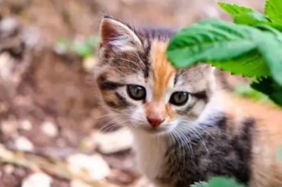 猫咪如何辨别主人,通过气味、声音、视觉分辨
