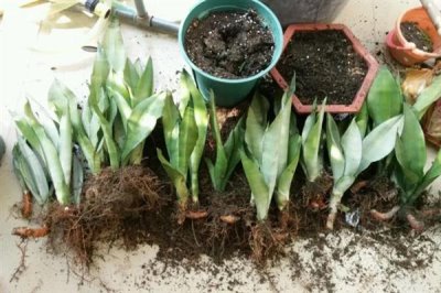 虎皮兰怎么养殖,冬季每隔10天浇一次水