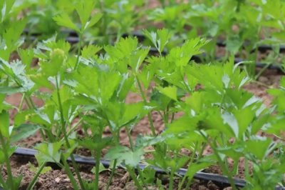春芹菜如何种植,选晴暖天气用湿播法播种