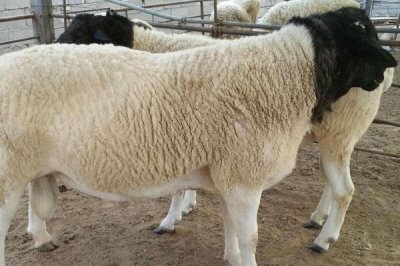 刚产下的羊羔要打哪些疫苗,包括大肠杆菌病灭活疫苗、口蹄疫疫苗等种类