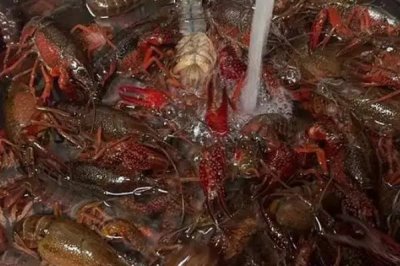 小龙虾的产地,最有名的是江苏盱眙和湖北潜江