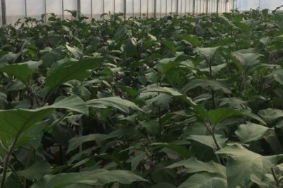 茄子怎么施肥，幼苗期主施农家肥、盛果期主施氮肥