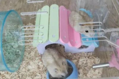 仓鼠怎么养才会粘人,最简单的就是用食物诱惑它