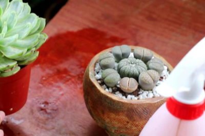 使用多菌灵要注意什么,蔬菜收获前5天需停用