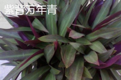 万年青的种类,不同品种各具特色