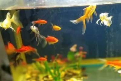 鱼儿是否会被水泵累死,一般不会影响到鱼儿休息