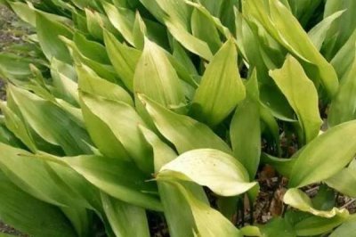 一叶兰叶子发黄的原因及解决办法,可能是光照过烈或过少等