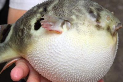 河豚的价格,一般在35-80元一斤