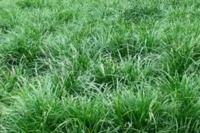 麦冬炭疽病的症状以及怎么防治,叶片上会出现黄褐色的小圆点