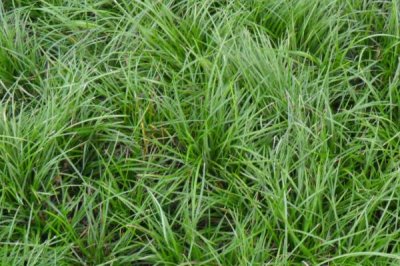 麦冬炭疽病的症状以及怎么防治,叶片上会出现黄褐色的小圆点