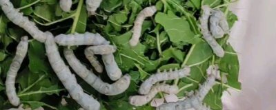 大规模养蚕要注意什么，及时处理食物残渣可避免病菌滋生