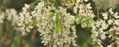 槐花蜜是白色的吗,结晶后多呈细腻的乳白色