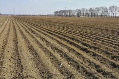 绿豆夏季直播技术，优良的品种是关键