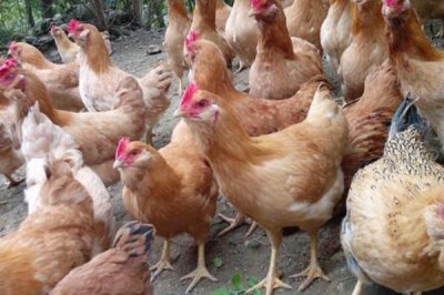 鸡突然死了的原因,可能是疾病性猝死或应激性猝死等