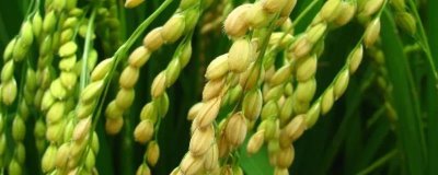 金穗源9号水稻种子特征特性，普通粳稻品种