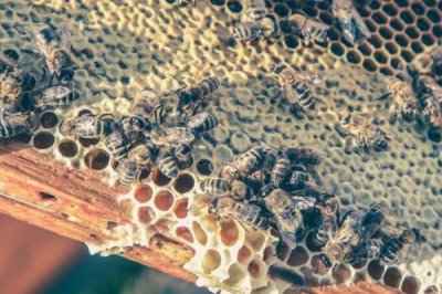 夏季蜂群的管理要点，核心工作是防暑降温