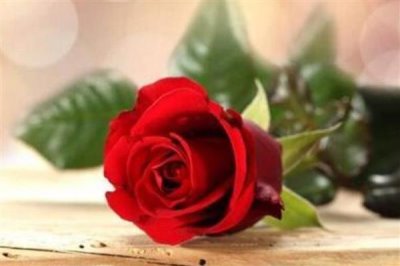 一束玫瑰花的价格,花朵的支数会影响售价