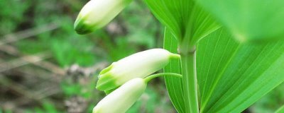 玉竹的价格,一斤鲜货需要22-25元左右