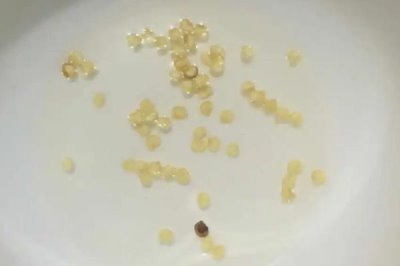 辣椒种子浸泡方法，可用20-30℃的清水浸泡8-12小时