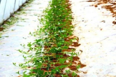 大棚西瓜的管理技术,出苗至真叶时需保证充足的光照