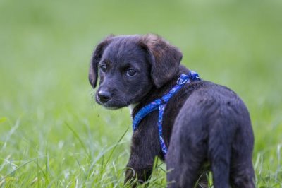 狗狗糖尿病的控制方法,需定期血量血糖并注射胰岛素等