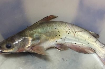 豹斑脂鲶好不好养,难度较低适合新手